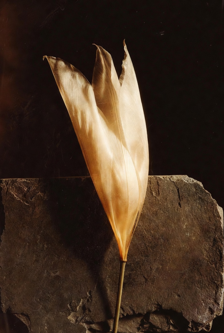 A pale flower bud opening on dark stone — symbol of becoming